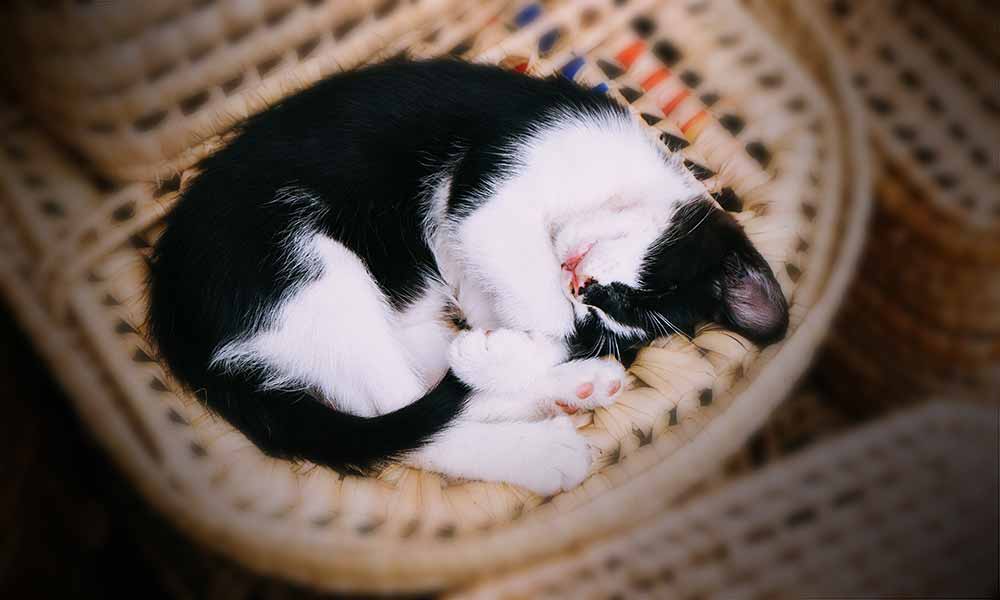 black and white cat curled up sleeping in a round soft saucer chair