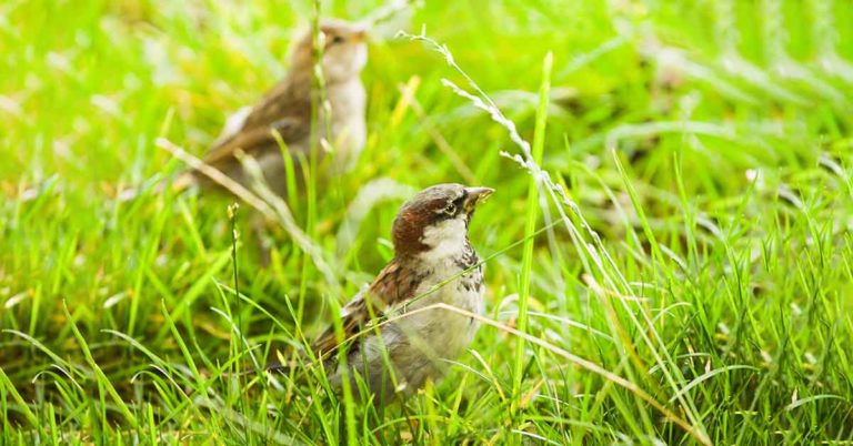 How to Keep Birds From Eating Grass Seeds – Tips to Save Your Seed (and Birds)